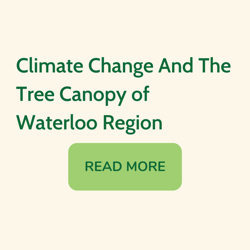 climate-change-tree-canopy-waterloo-region-mcdiarmid-climate-consulting